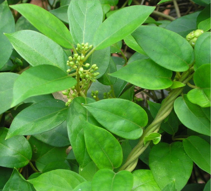 Gymnema sylvestre Herbal Tea