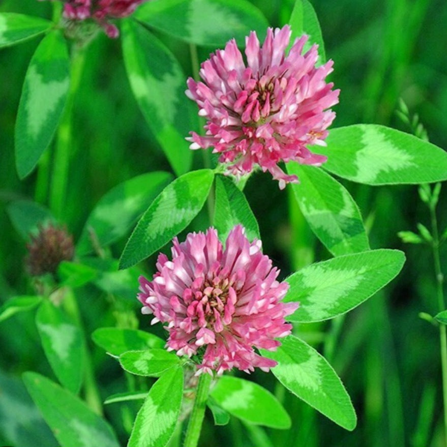 Women’s Hormonal Balance Herbal Tea