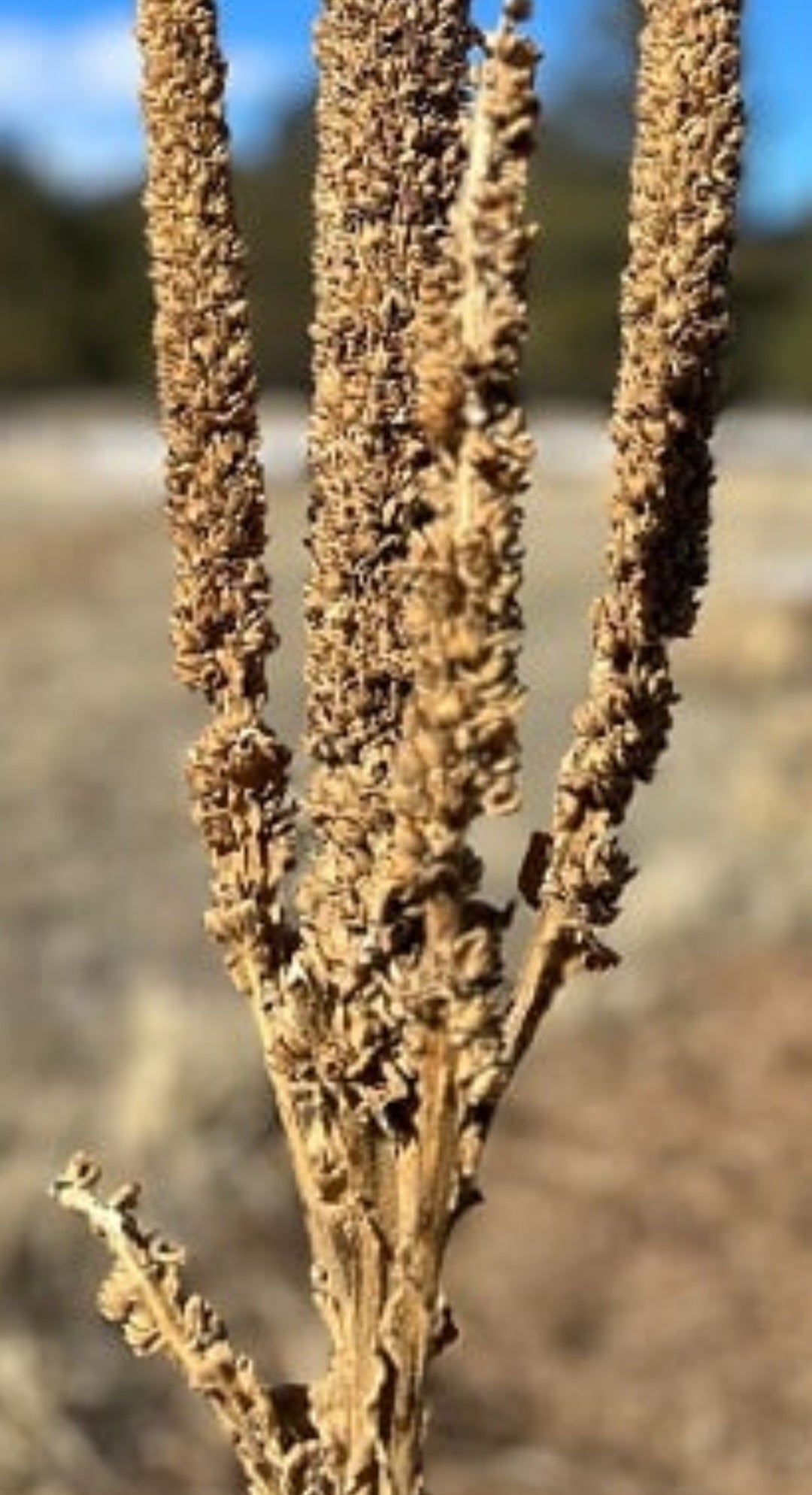 Respiratory Detox Floral Tea