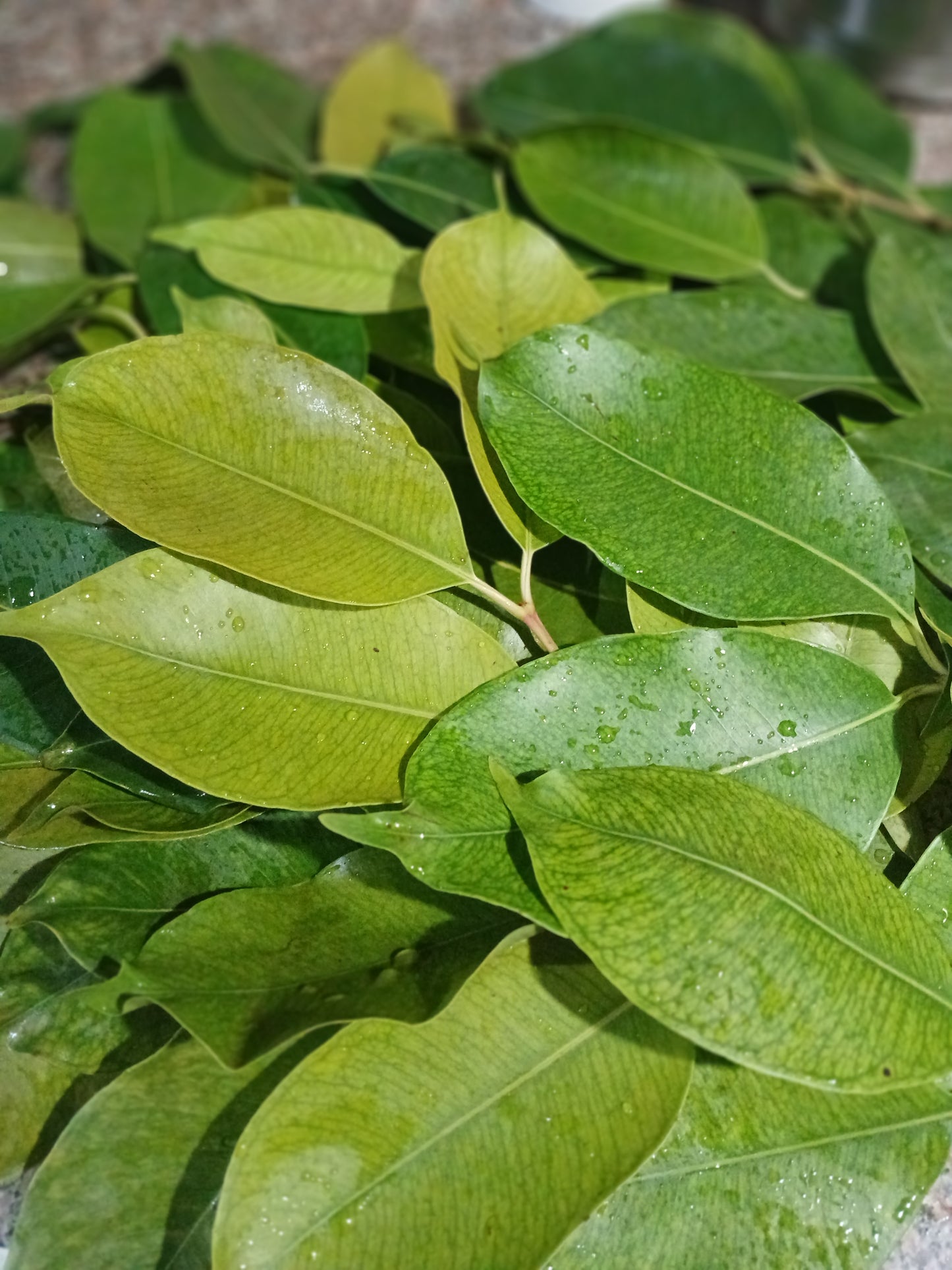Java Plum Floral Herbal Tea