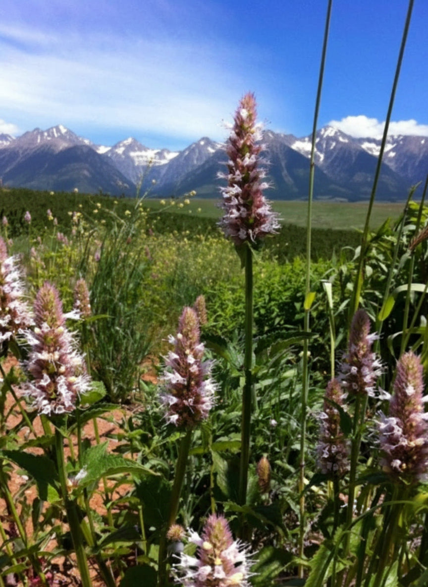 Java Plum Floral Herbal Tea
