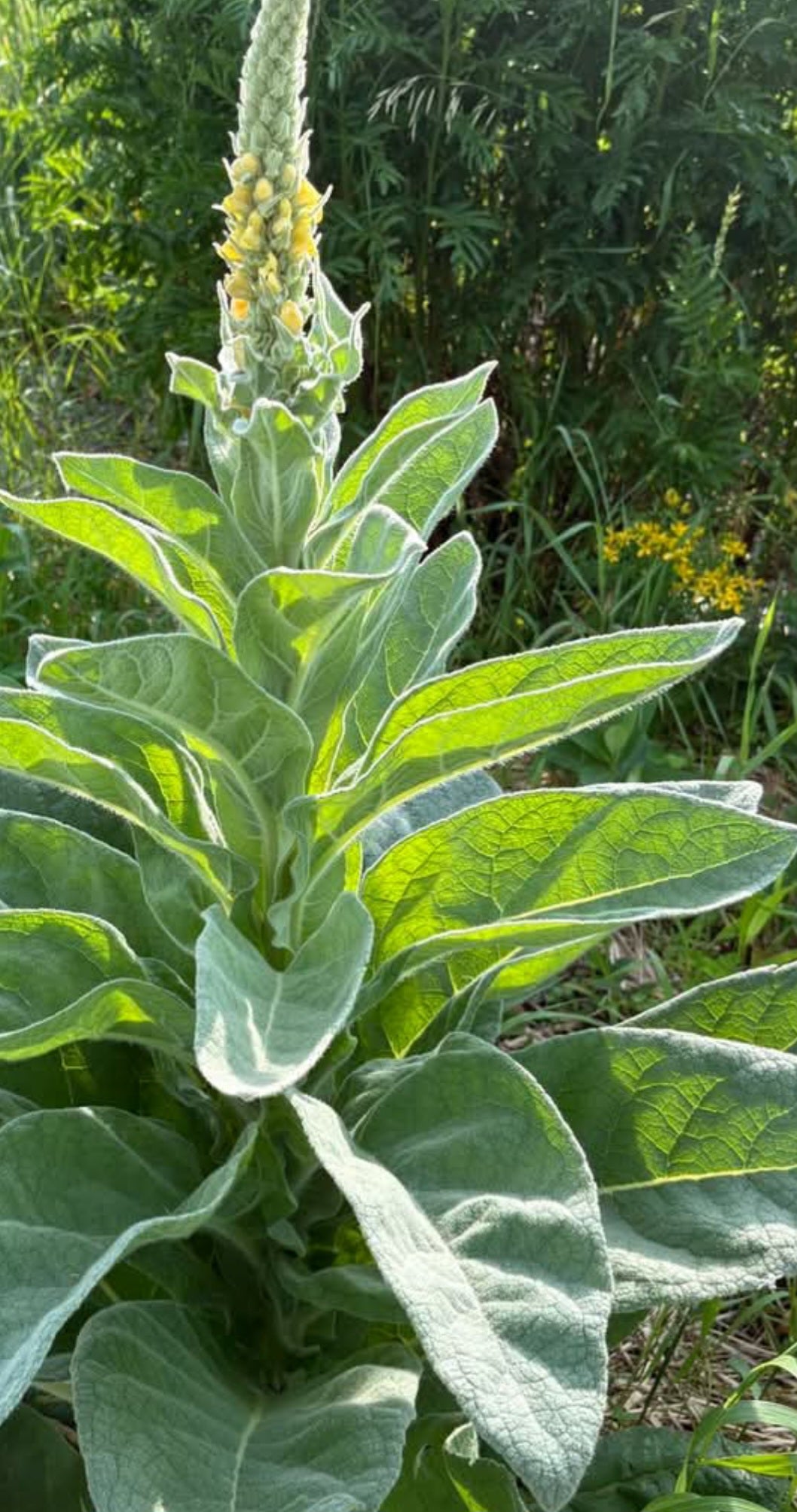 Respiratory Detox Floral Tea