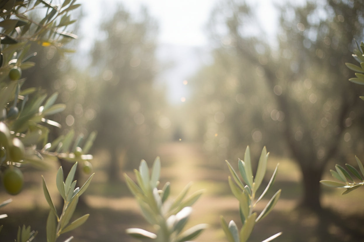 Pure Olea Europaea Herbal Tea