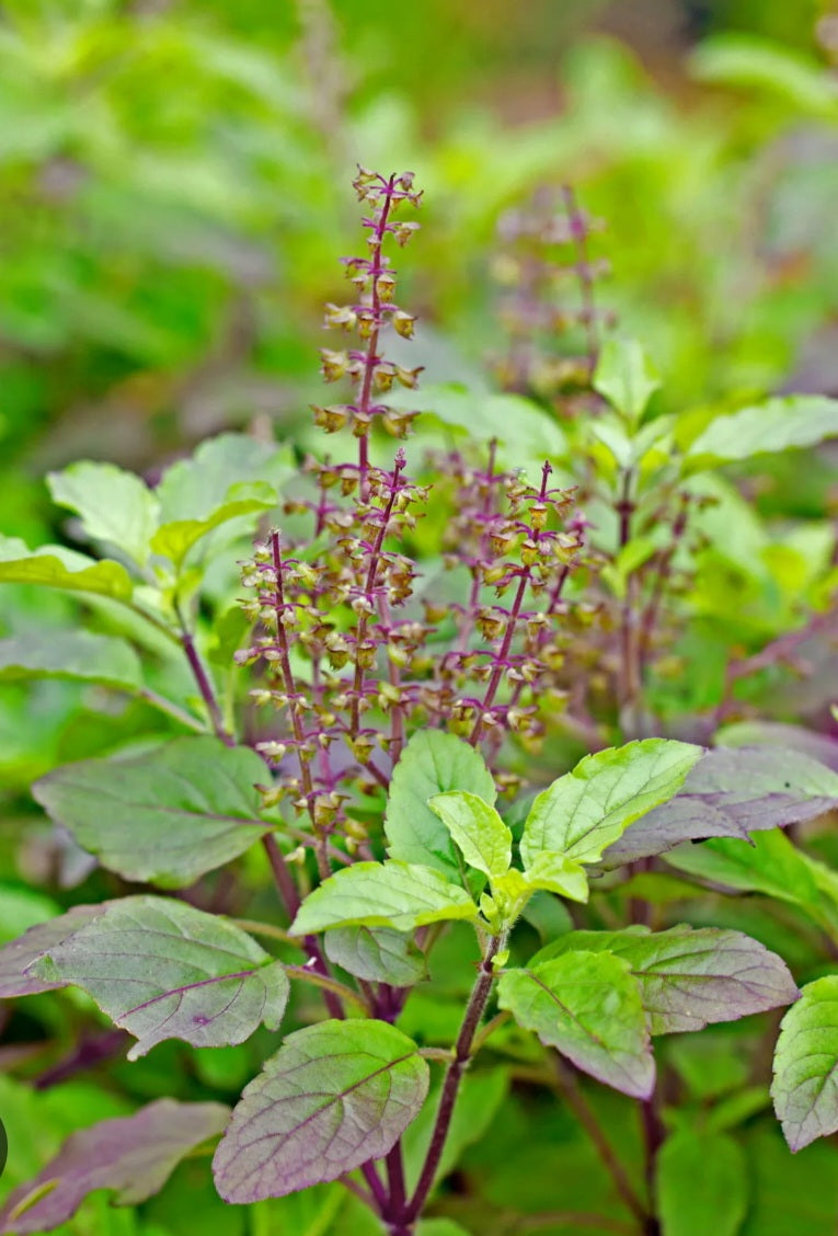 Women’s Hormonal Balance Herbal Tea