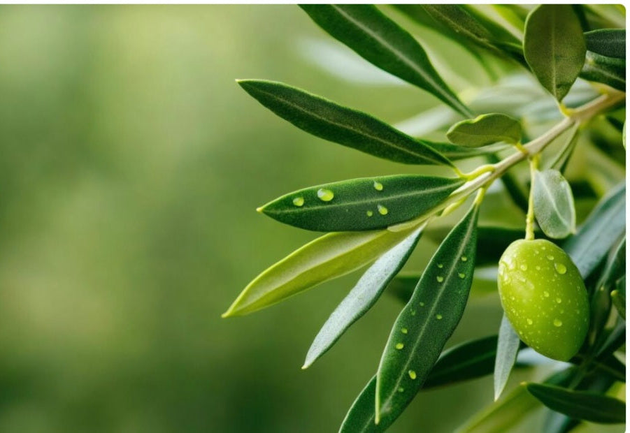 Pure Olea Europaea Herbal Tea