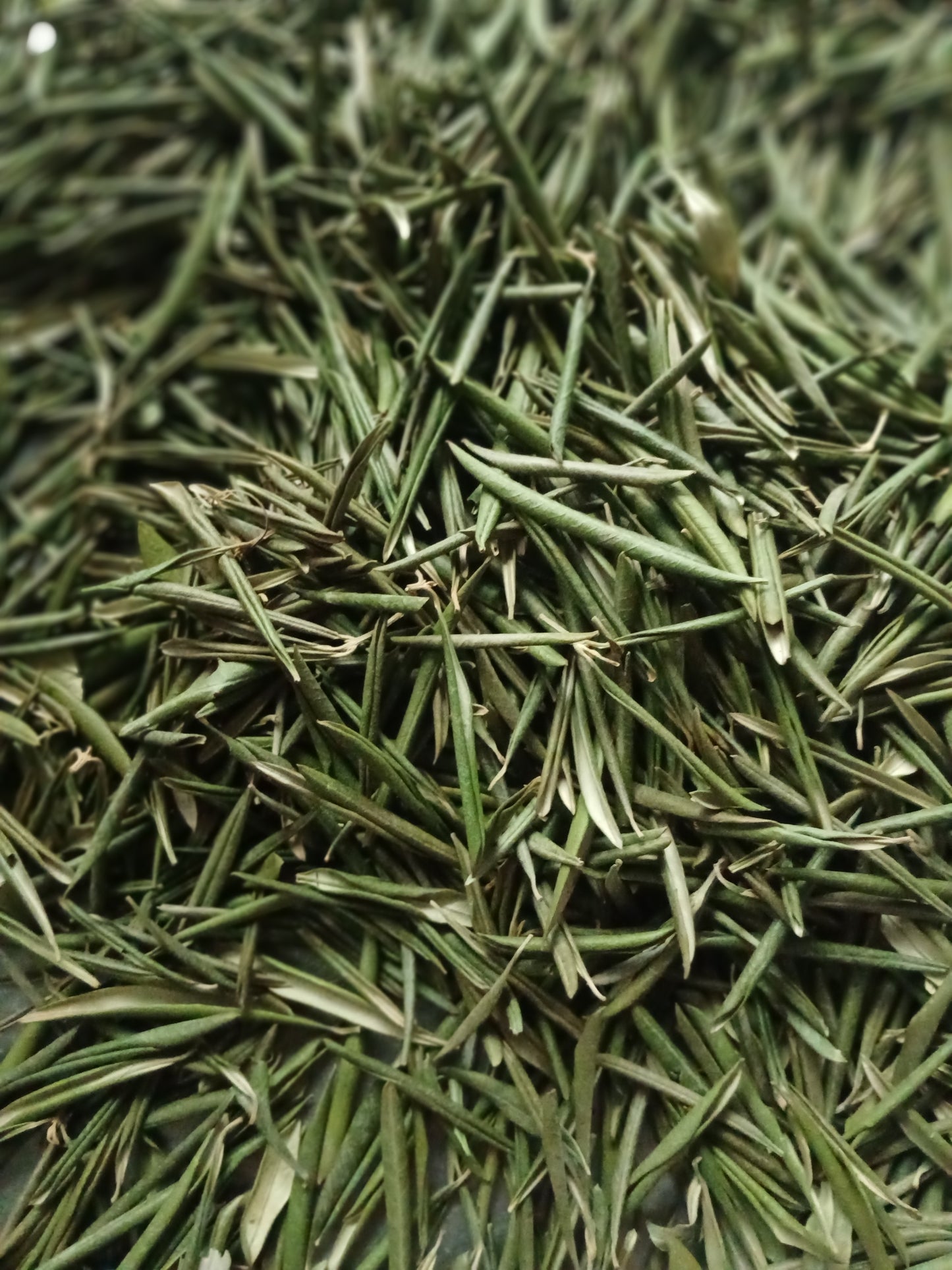 Pure Olea Europaea Herbal Tea